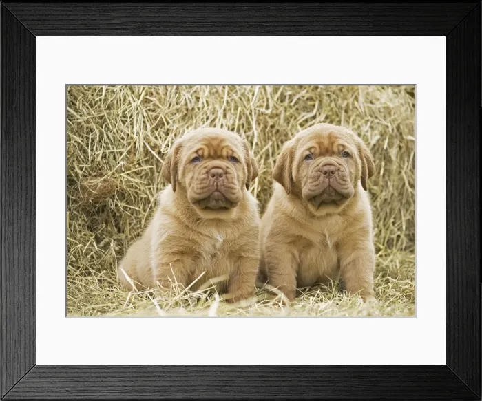 Framed Print : Picture No. 11771629 Framed Print : Picture No. 11771629