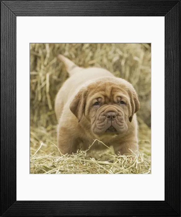 Framed Print : Picture No. 11771630 Framed Print : Picture No. 11771630