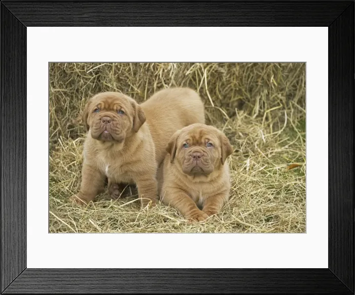 Framed Print : Picture No. 11771631 Framed Print : Picture No. 11771631