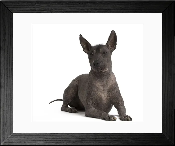 Framed Print : Picture No. 11771635 Framed Print : Picture No. 11771635