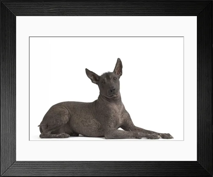 Framed Print : Picture No. 11771636 Framed Print : Picture No. 11771636