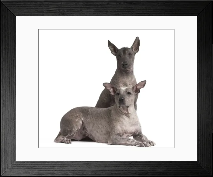 Framed Print : Picture No. 11771637 Framed Print : Picture No. 11771637