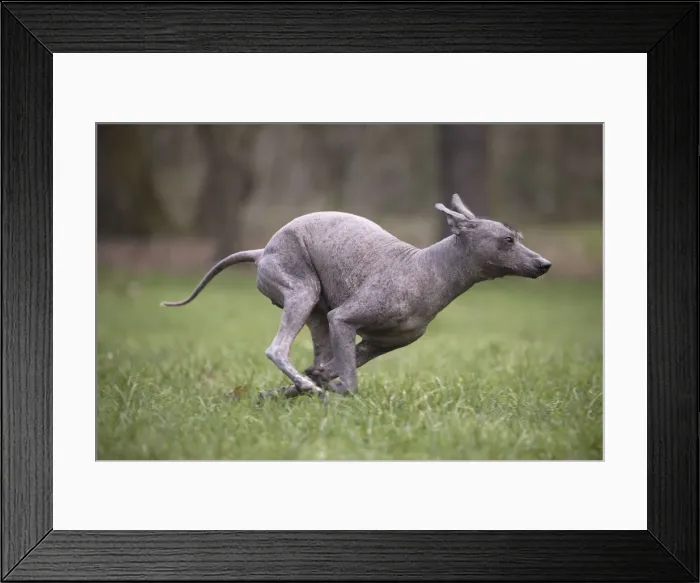 Framed Print : Picture No. 11771638 Framed Print : Picture No. 11771638