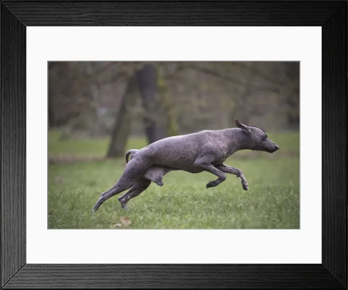 Framed Print : Picture No. 11771639 Framed Print : Picture No. 11771639