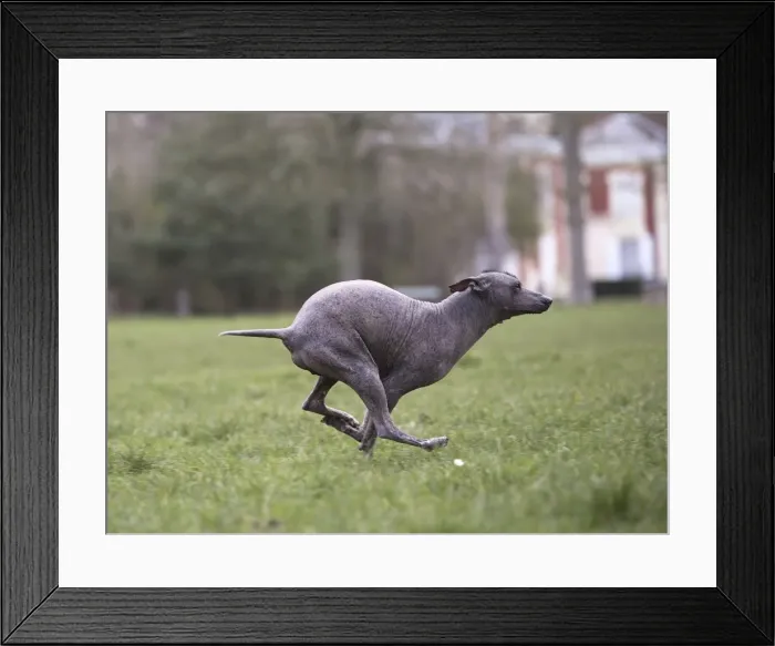 Framed Print : Picture No. 11771640 Framed Print : Picture No. 11771640