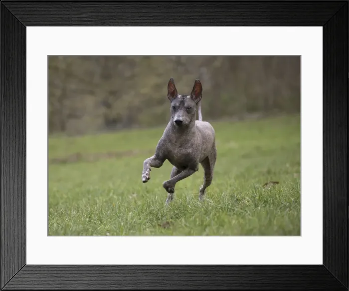 Framed Print : Picture No. 11771641 Framed Print : Picture No. 11771641