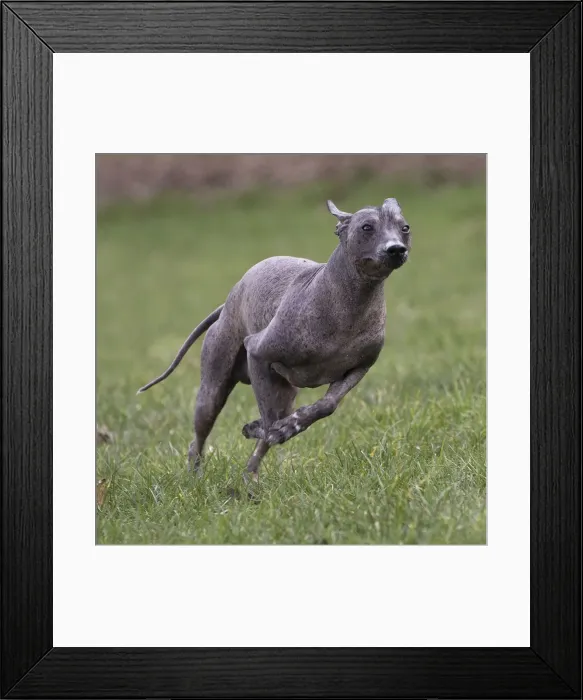 Framed Print : Picture No. 11771642 Framed Print : Picture No. 11771642
