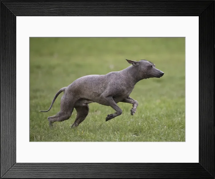 Framed Print : Picture No. 11771643 Framed Print : Picture No. 11771643