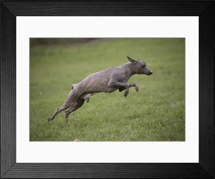 Framed Print : Picture No. 11771644 Framed Print : Picture No. 11771644