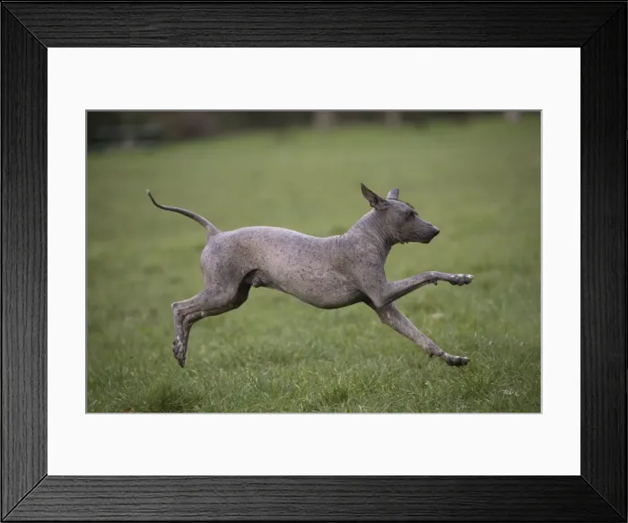 Framed Print : Picture No. 11771645 Framed Print : Picture No. 11771645
