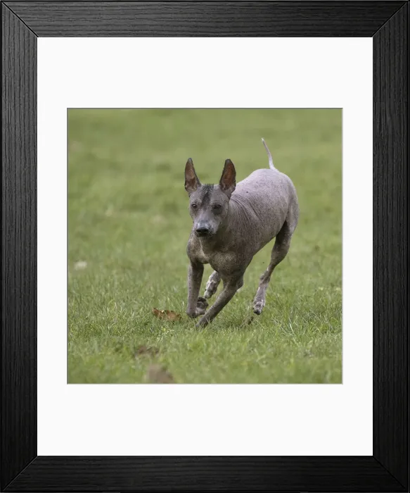 Framed Print : Picture No. 11771646 Framed Print : Picture No. 11771646
