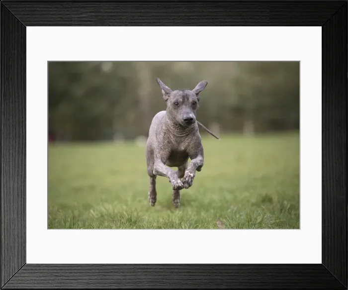 Framed Print : Picture No. 11771648 Framed Print : Picture No. 11771648