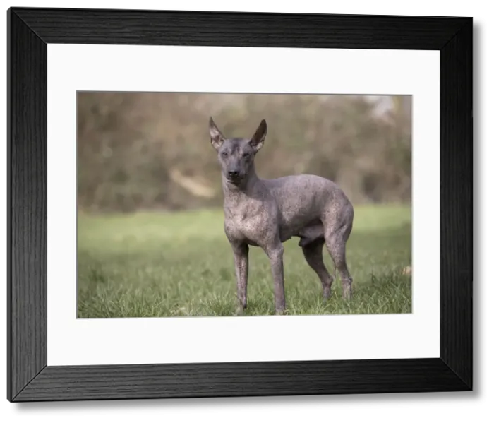 Framed Print : Picture No. 11771649 Framed Print : Picture No. 11771649