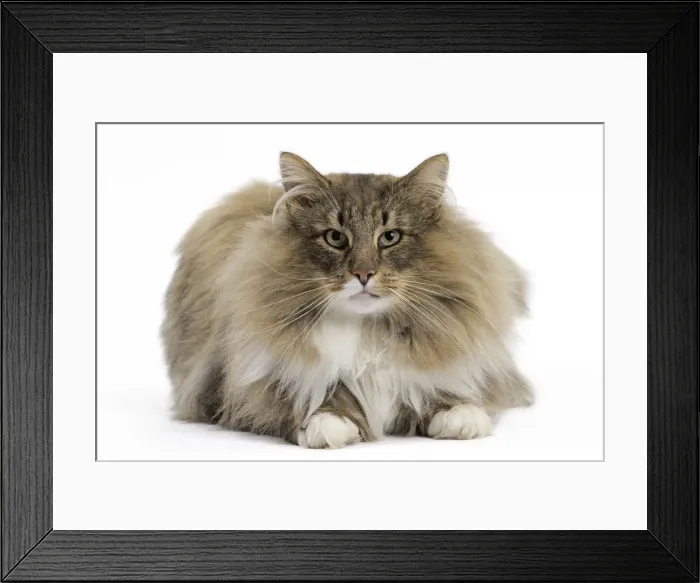 Framed Print : Picture No. 11771651 Framed Print : Picture No. 11771651