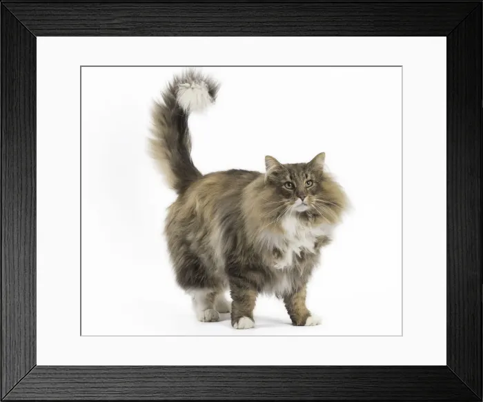 Framed Print : Picture No. 11771653 Framed Print : Picture No. 11771653