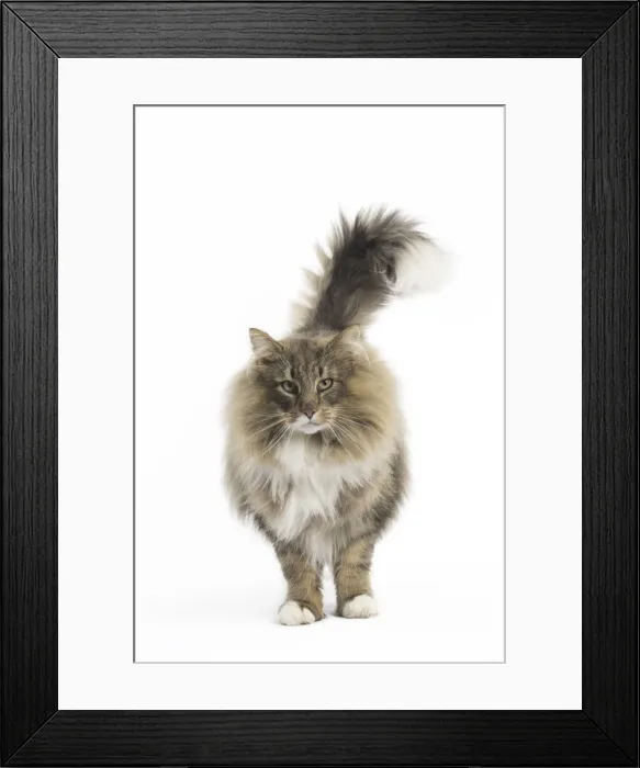 Framed Print : Picture No. 11771654 Framed Print : Picture No. 11771654