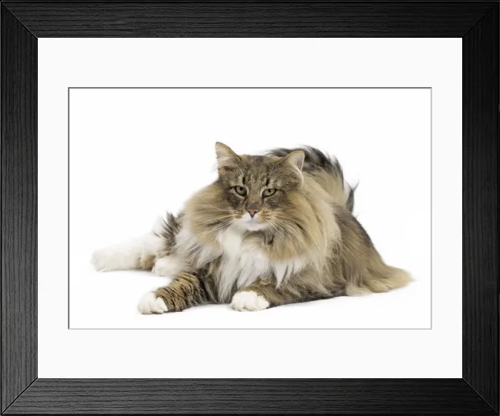 Framed Print : Picture No. 11771656 Framed Print : Picture No. 11771656