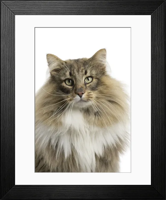 Framed Print : Picture No. 11771657 Framed Print : Picture No. 11771657