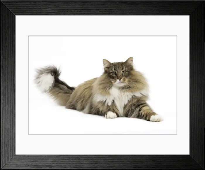 Framed Print : Picture No. 11771658 Framed Print : Picture No. 11771658