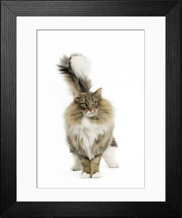 Framed Print : Picture No. 11771659 Framed Print : Picture No. 11771659