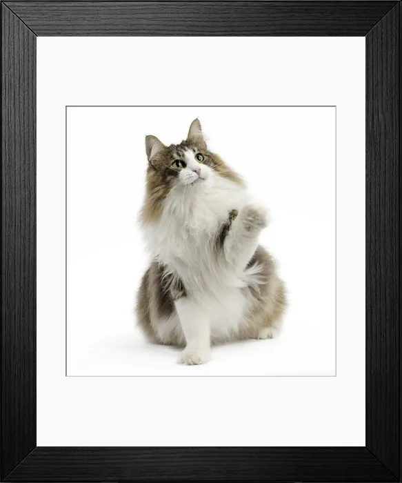 Framed Print : Picture No. 11771662 Framed Print : Picture No. 11771662