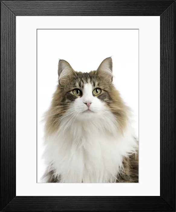 Framed Print : Picture No. 11771663 Framed Print : Picture No. 11771663