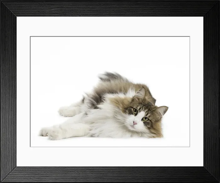 Framed Print : Picture No. 11771667 Framed Print : Picture No. 11771667