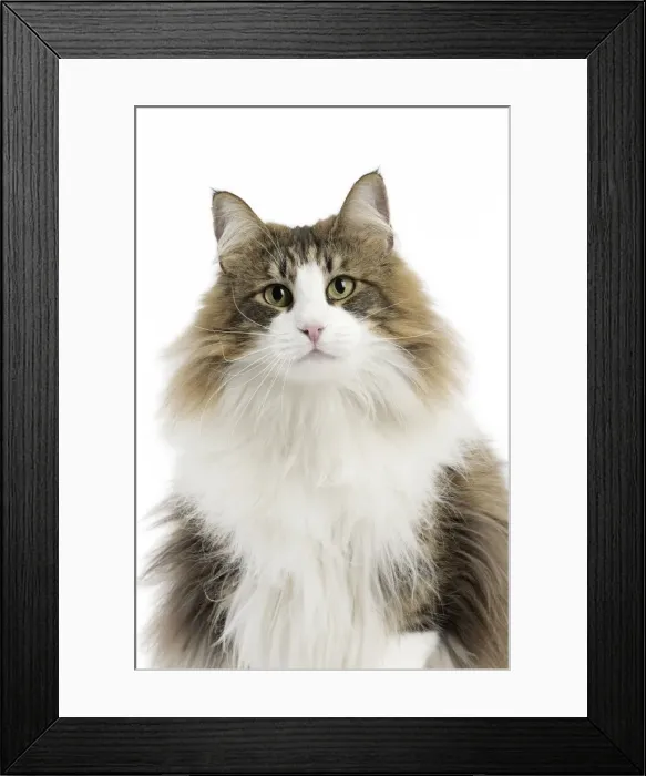 Framed Print : Picture No. 11771666 Framed Print : Picture No. 11771666