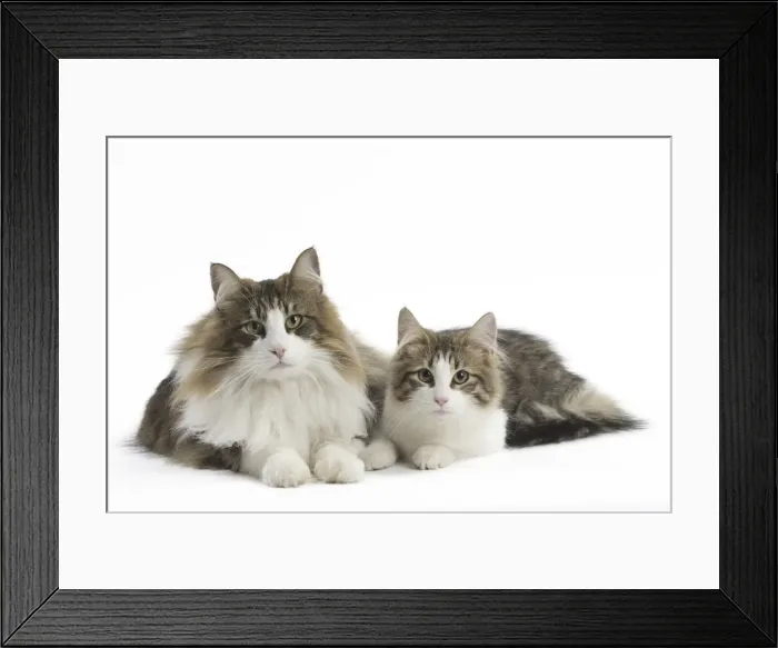 Framed Print : Picture No. 11771669 Framed Print : Picture No. 11771669