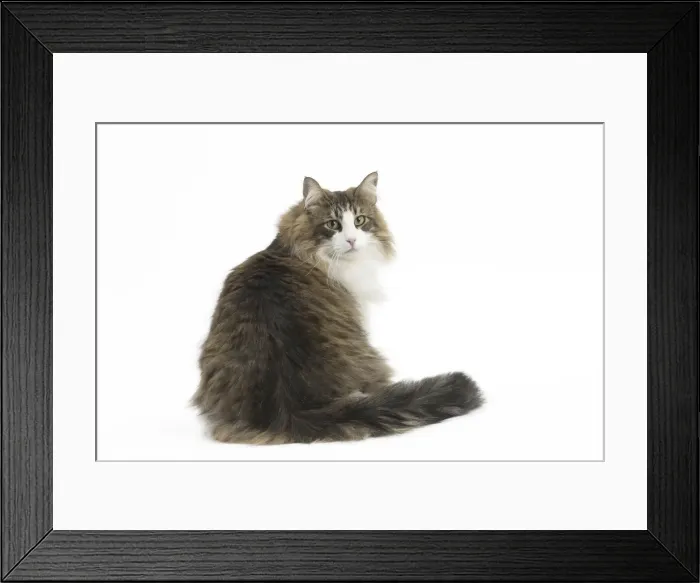 Framed Print : Picture No. 11771672 Framed Print : Picture No. 11771672