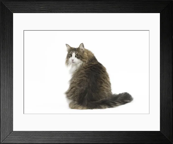 Framed Print : Picture No. 11771671 Framed Print : Picture No. 11771671