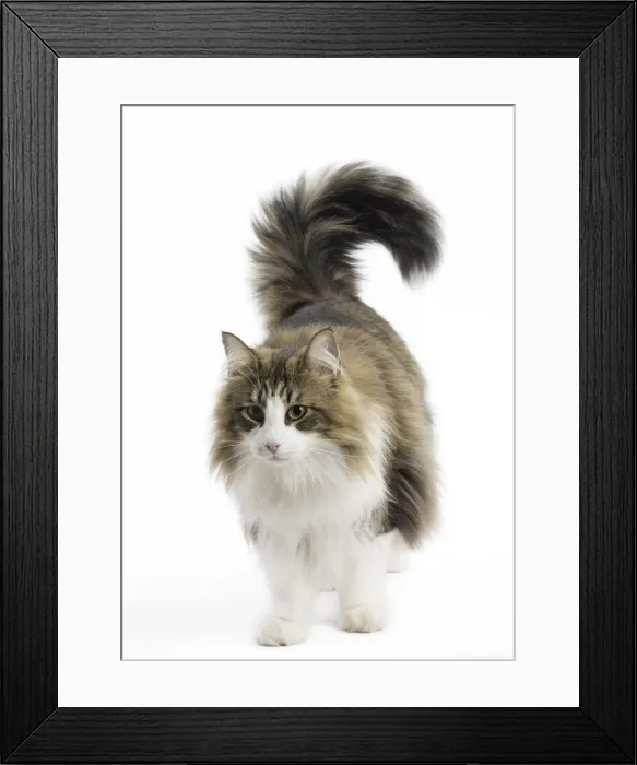 Framed Print : Picture No. 11771673 Framed Print : Picture No. 11771673