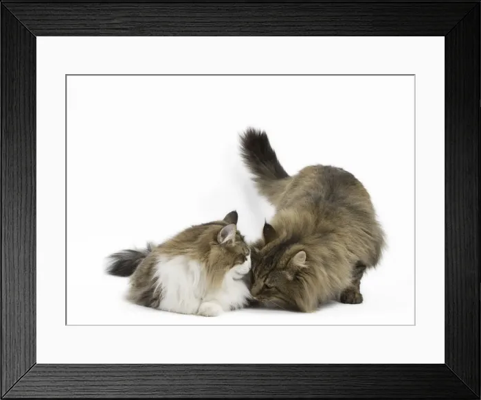 Framed Print : Picture No. 11771675 Framed Print : Picture No. 11771675