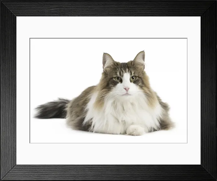 Framed Print : Picture No. 11771674 Framed Print : Picture No. 11771674