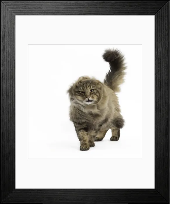 Framed Print : Picture No. 11771677 Framed Print : Picture No. 11771677