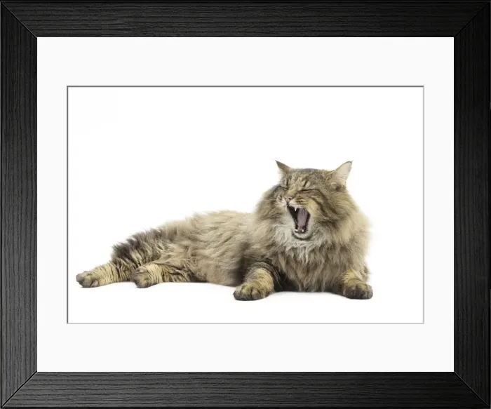 Framed Print : Picture No. 11771680 Framed Print : Picture No. 11771680
