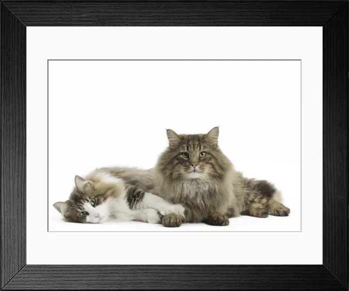 Framed Print : Picture No. 11771676 Framed Print : Picture No. 11771676