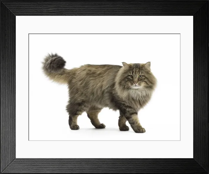 Framed Print : Picture No. 11771681 Framed Print : Picture No. 11771681
