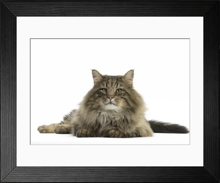 Framed Print : Picture No. 11771683 Framed Print : Picture No. 11771683