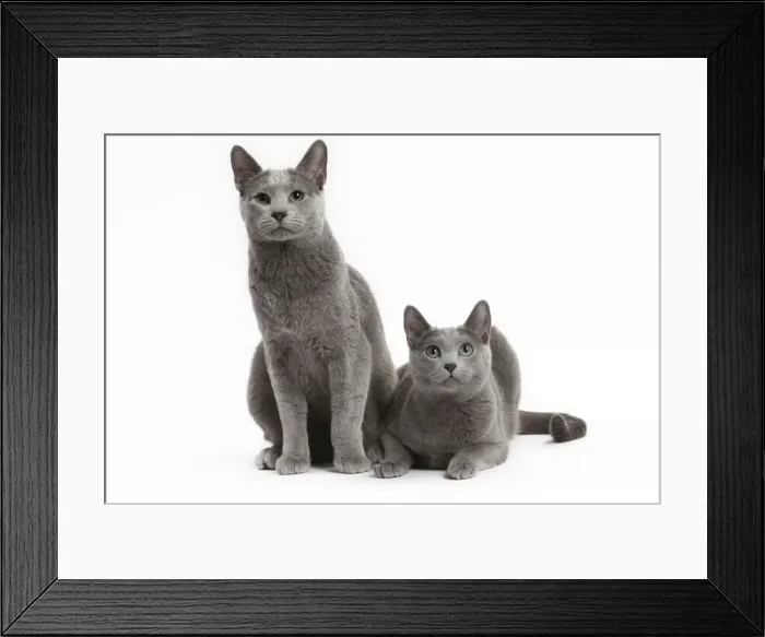 Framed Print : Picture No. 11771686 Framed Print : Picture No. 11771686