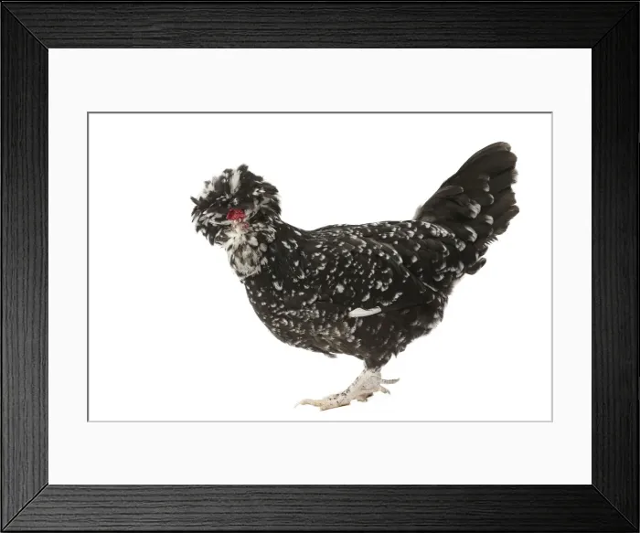Framed Print : Picture No. 11771688