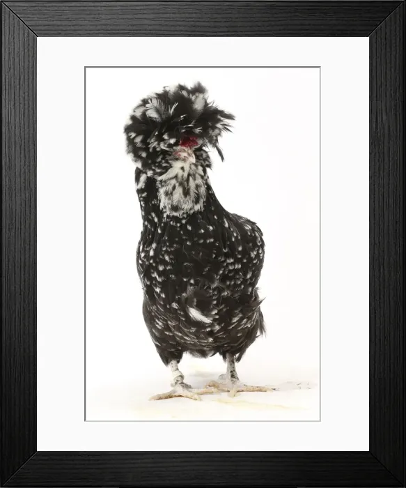 Framed Print : Picture No. 11771687 Framed Print : Picture No. 11771687