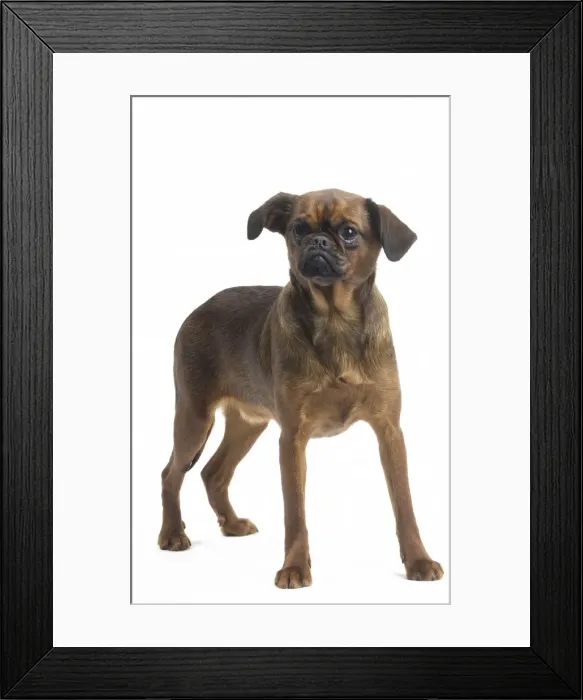 Framed Print : Picture No. 11771689 Framed Print : Picture No. 11771689