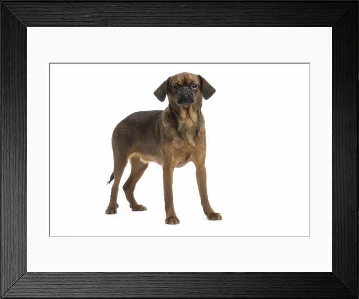 Framed Print : Picture No. 11771690 Framed Print : Picture No. 11771690