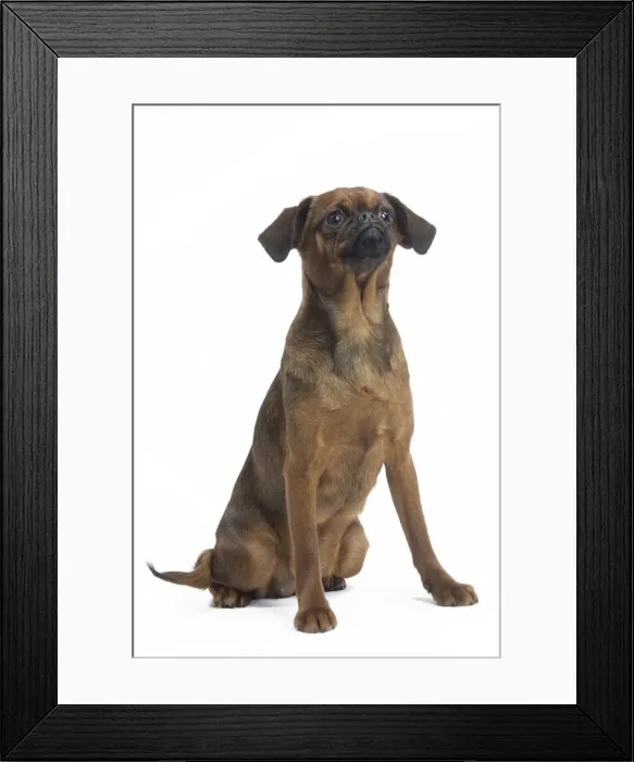 Framed Print : Picture No. 11771692 Framed Print : Picture No. 11771692