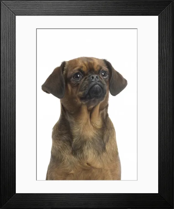 Framed Print : Picture No. 11771693 Framed Print : Picture No. 11771693
