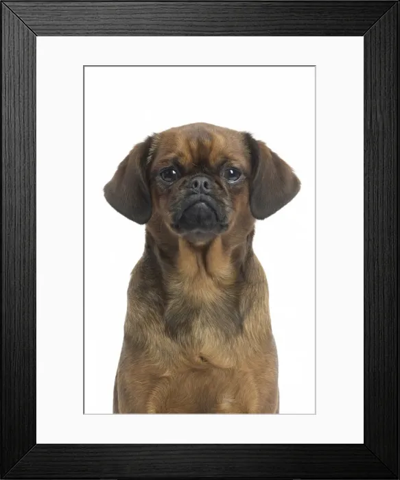 Framed Print : Picture No. 11771694 Framed Print : Picture No. 11771694