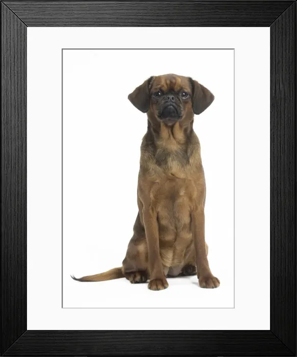 Framed Print : Picture No. 11771695 Framed Print : Picture No. 11771695