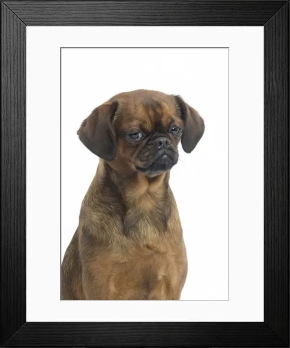 Framed Print : Picture No. 11771696 Framed Print : Picture No. 11771696