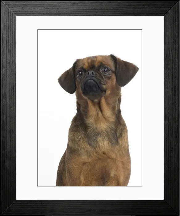 Framed Print : Picture No. 11771698 Framed Print : Picture No. 11771698